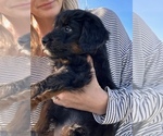 Small Photo #7 Bordoodle Puppy For Sale in CABERY, IL, USA