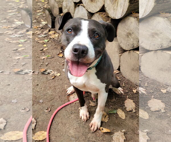 Medium Photo #3 American Pit Bull Terrier-American Staffordshire Terrier Mix Puppy For Sale in Rockaway, NJ, USA