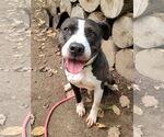 Small #2 American Pit Bull Terrier-American Staffordshire Terrier Mix
