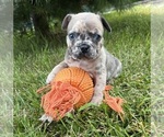 Image preview for Ad Listing. Nickname: Dixie