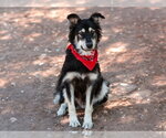 *PEPE - Male Border Collie-Unknown Mix Dog for Adoption - Small photo
