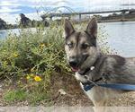 Small #1 German Shepherd Dog-Siberian Husky Mix