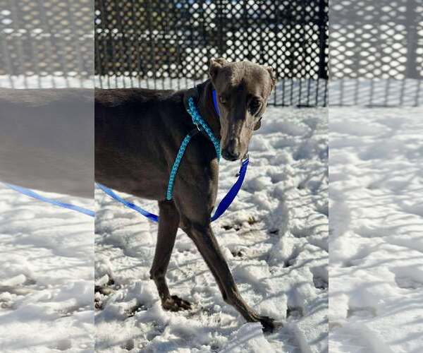 Medium Photo #3 Greyhound Puppy For Sale in Cherry Hill, NJ, USA