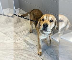 Boxer-Golden Retriever Mix Dogs for adoption in Canfield, OH, USA