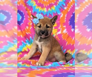 Shiba Inu Puppy for sale in LINCOLN UNIV, PA, USA
