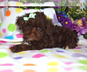 YorkiePoo Puppy for sale in BARNESVILLE, KS, USA