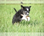 Small #8 Miniature Australian Shepherd