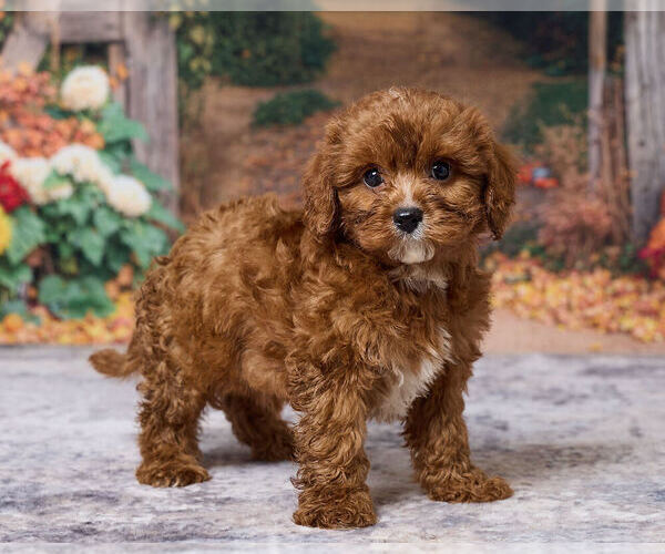 Medium Photo #4 Cavapoo (Miniature) Puppy For Sale in DUNDEE, OH, USA