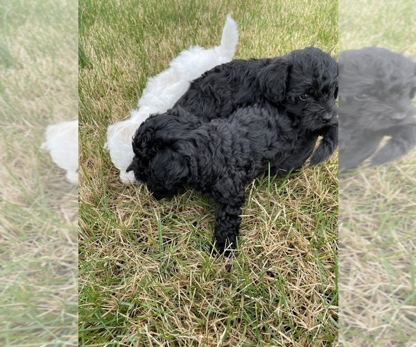 Medium Photo #9 Poodle (Toy)-Schnauzer (Miniature) Mix Puppy For Sale in OOLTEWAH, TN, USA