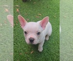 Small #5 French Bulldog