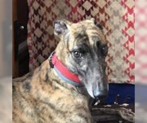 Greyhound Dogs for adoption in Grandville, MI, USA