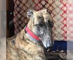 SUPER RUNNING - Male Greyhound Dog for Adoption - Small photo
