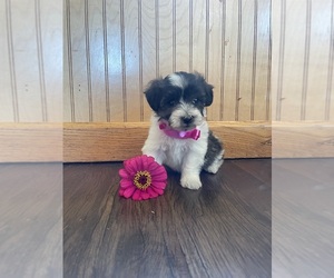 Havachon Puppy for sale in DUNDEE, NY, USA