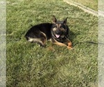 Small Photo #1 German Shepherd Dog Puppy For Sale in SUMPTER TWP, MI, USA