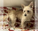 Small Cairn Terrier