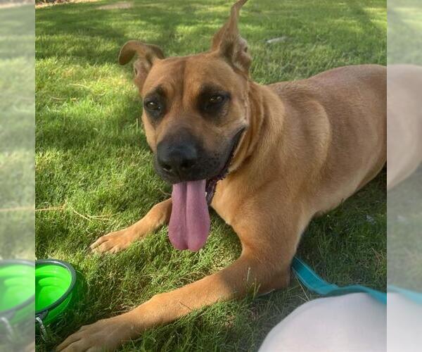 Medium Photo #3 German Shepherd Dog-Unknown Mix Puppy For Sale in Las Vegas, NV, USA