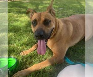LADY - Female German Shepherd Dog-Unknown Mix Dog for Adoption - Photo #3