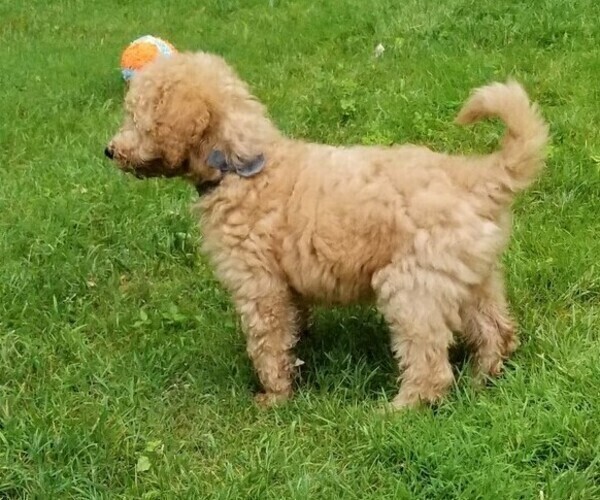 Medium Photo #7 Poodle (Standard) Puppy For Sale in WILSON, CT, USA