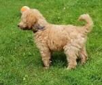 Small Photo #7 Poodle (Standard) Puppy For Sale in WILSON, CT, USA