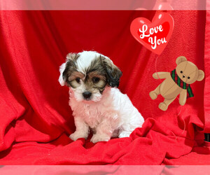 Maltipoo Puppy for Sale in SAN FRANCISCO, California USA