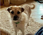 Small Border Terrier Mix