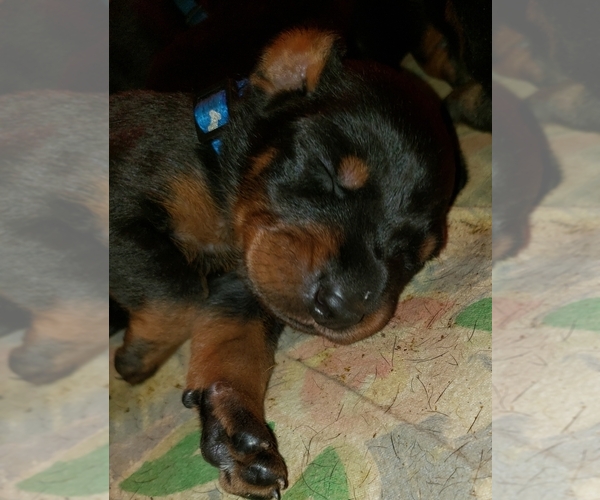 Medium Photo #1 Doberman Pinscher Puppy For Sale in SKOWHEGAN, ME, USA