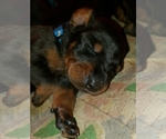 Small Photo #1 Doberman Pinscher Puppy For Sale in SKOWHEGAN, ME, USA