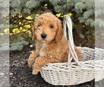 Small #2 Goldendoodle (Miniature)