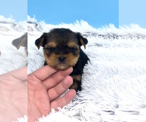 Medium Photo #6 Yorkshire Terrier Puppy For Sale in SANDY HOOK, KY, USA
