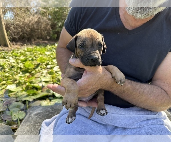 Medium Photo #1 Rhodesian Ridgeback Puppy For Sale in WILMINGTON, NC, USA