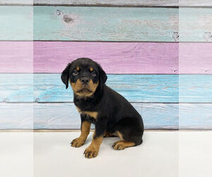 Rottweiler Puppy for sale in LAKE ELSINORE, CA, USA