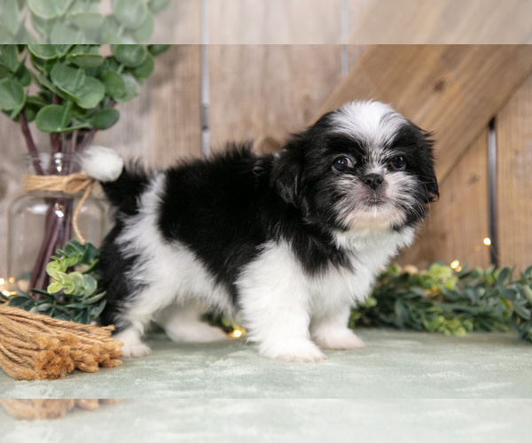 Medium Photo #5 Shih Tzu Puppy For Sale in GREENWICH, OH, USA