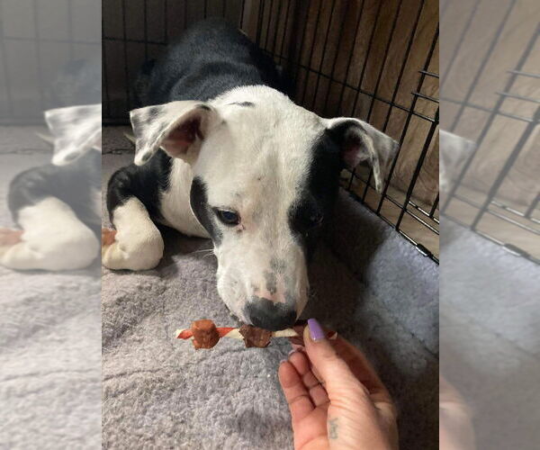 Medium Photo #4 Mutt Puppy For Sale in New York, NY, USA