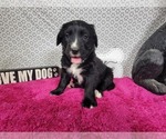 Small #2 Golden Mountain Dog