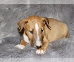 Small Photo #8 Bull Terrier Puppy For Sale in BUCKLIN, KS, USA