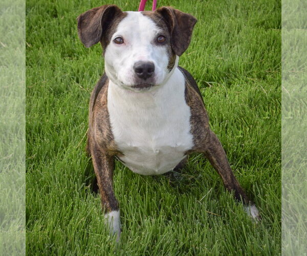 Medium Photo #2 American Staffordshire Terrier-Beagle Mix Puppy For Sale in Huntley, IL, USA