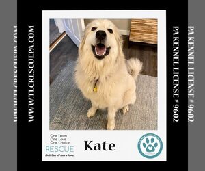 Great Pyrenees Dogs for adoption in Kimberton, PA, USA