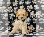 Small #1 Poodle (Miniature)