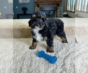 Malchi Puppy for sale in GREENFIELD, IN, USA