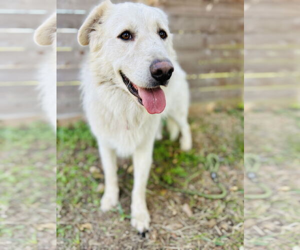 Medium Photo #10 Great Pyrenees Puppy For Sale in Spring, TX, USA