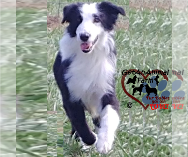 Medium Photo #1 Australian Shepherd Puppy For Sale in BLAND, VA, USA