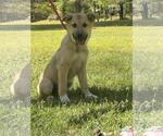 Small #3 German Shepherd Dog-Great Pyrenees Mix