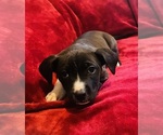 Small #6 American Pit Bull Terrier
