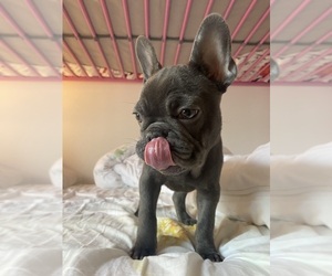 French Bulldog Puppy for sale in BROOKLYN, NY, USA