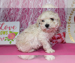 Small #22 Poodle (Toy)