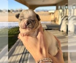 Puppy 3 French Bulldog