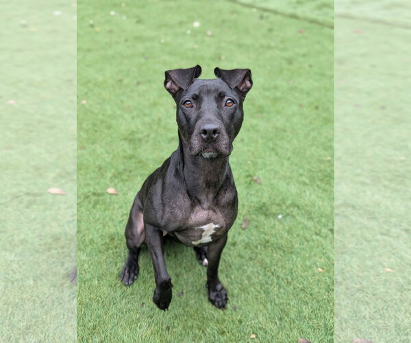 Medium Photo #3 American Pit Bull Terrier-Mountain Cur Mix Puppy For Sale in Calhoun, GA, USA