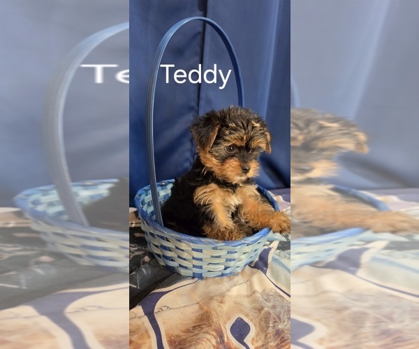 Medium Photo #13 Yorkshire Terrier Puppy For Sale in HUNTSVILLE, AL, USA