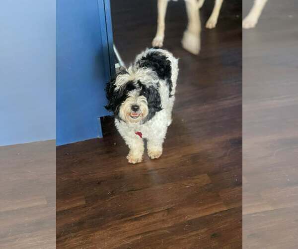Medium Photo #3 Poovanese Puppy For Sale in Escondido, CA, USA