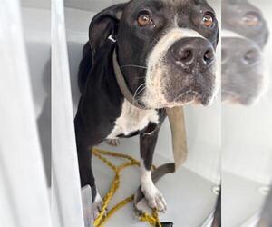 Mutt Dogs for adoption in Houston, TX, USA